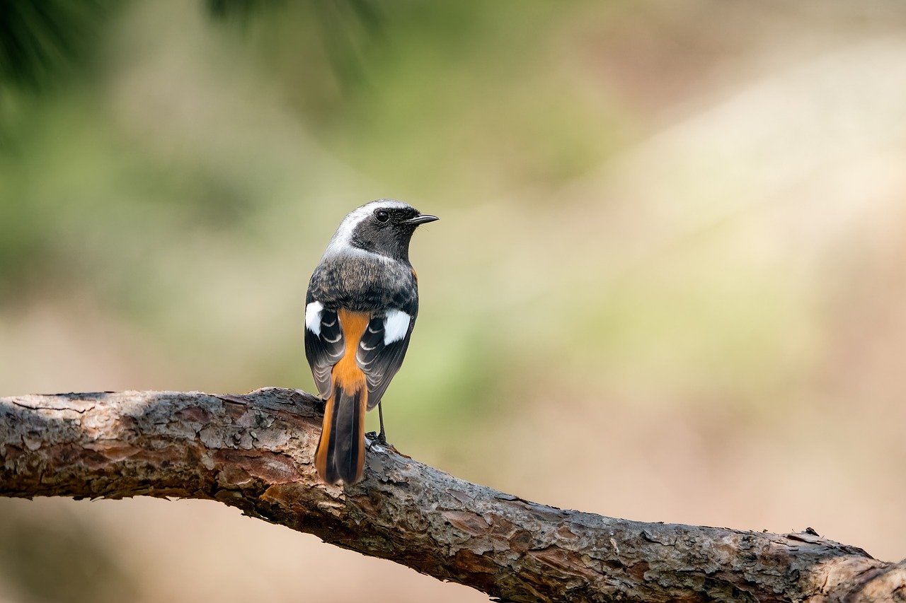 The Best Spots for Bird Watching in Everglades National Park